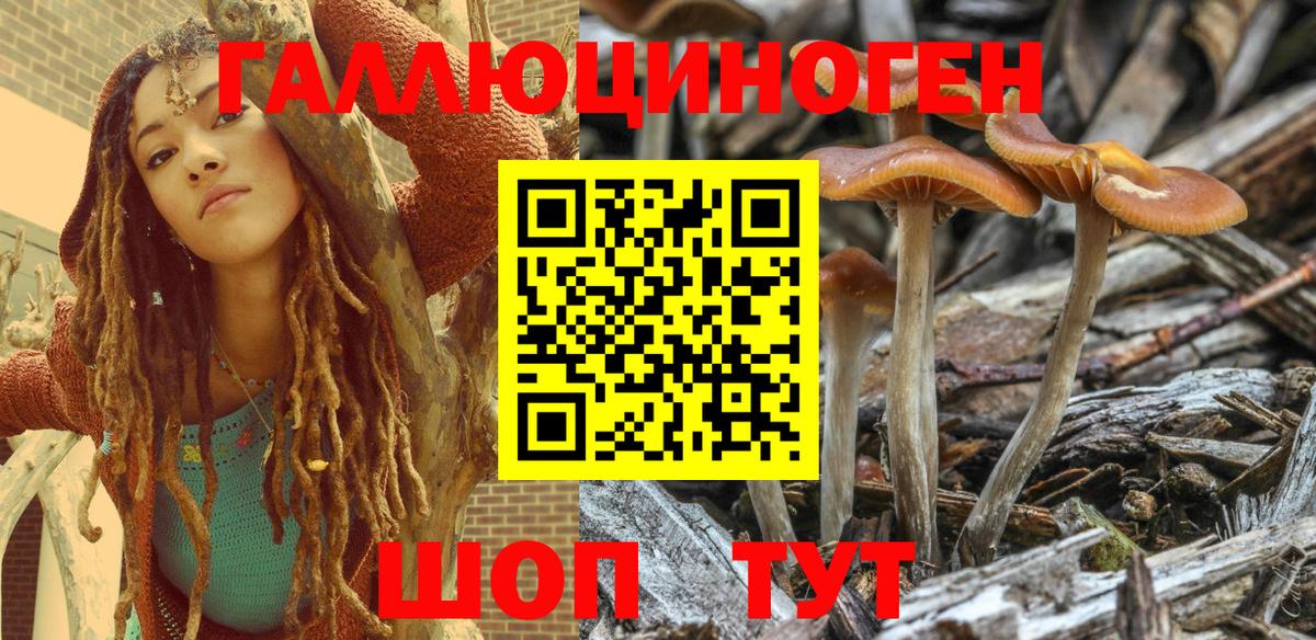 Псилоцибиновые грибы Cubensis Старая Купавна